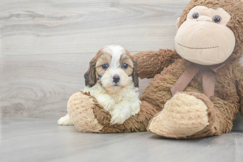 Little Cavoodle Poodle Mix Puppy