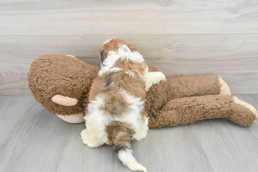 Best Cavapoo Baby