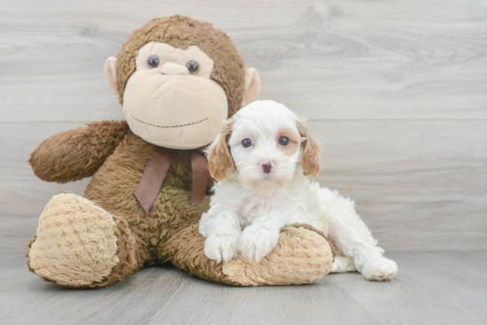 Petite Cavapoo Poodle Mix Pup