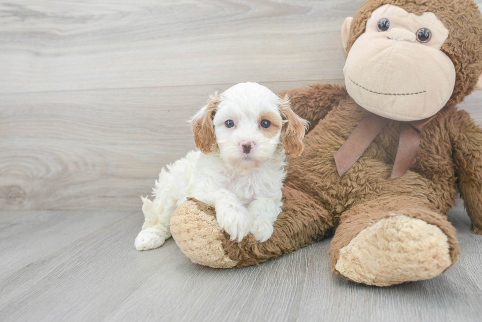 Funny Cavapoo Poodle Mix Pup