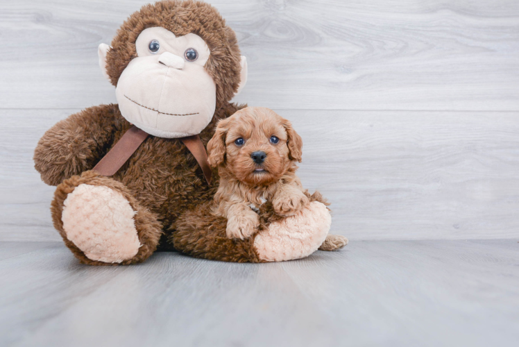 Smart Cavapoo Poodle Mix Pup