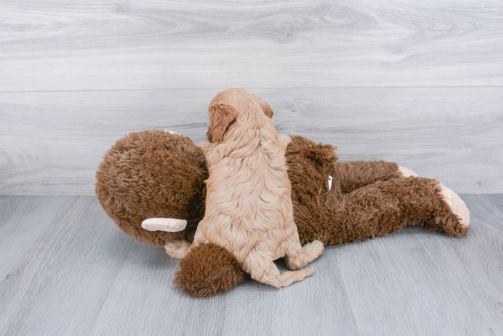 Fluffy Cavapoo Poodle Mix Pup