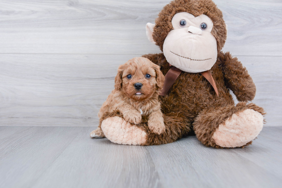 Cavapoo Pup Being Cute