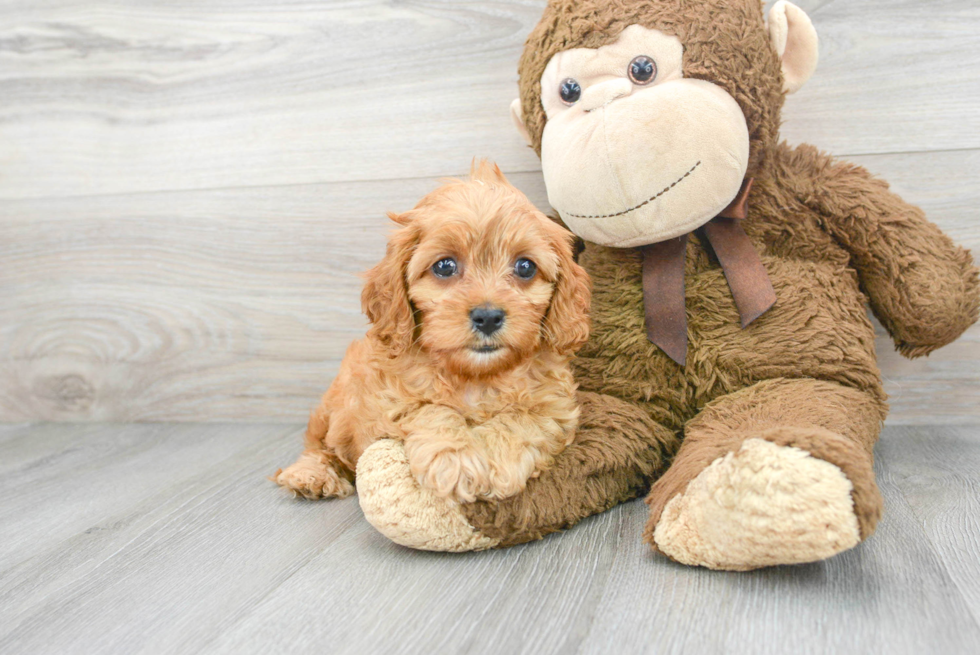 Smart Cavapoo Poodle Mix Pup