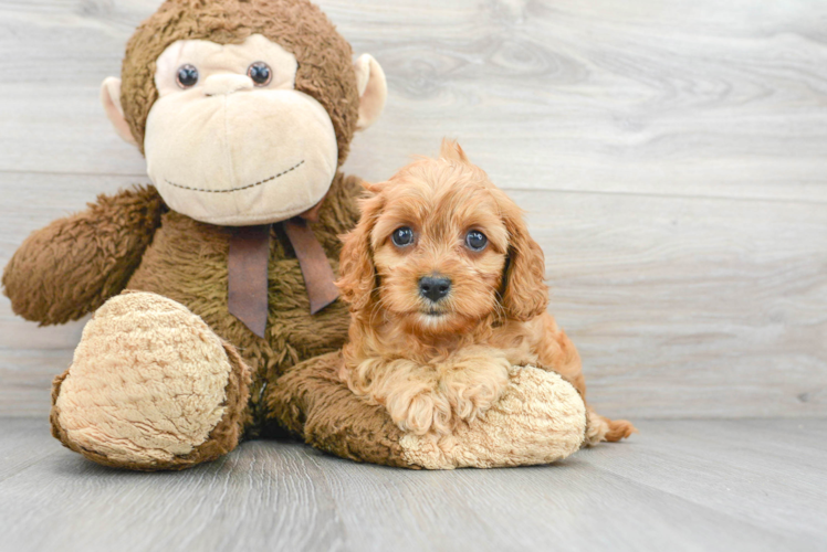 Best Cavapoo Baby