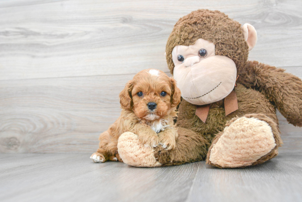 Cavapoo Puppy for Adoption