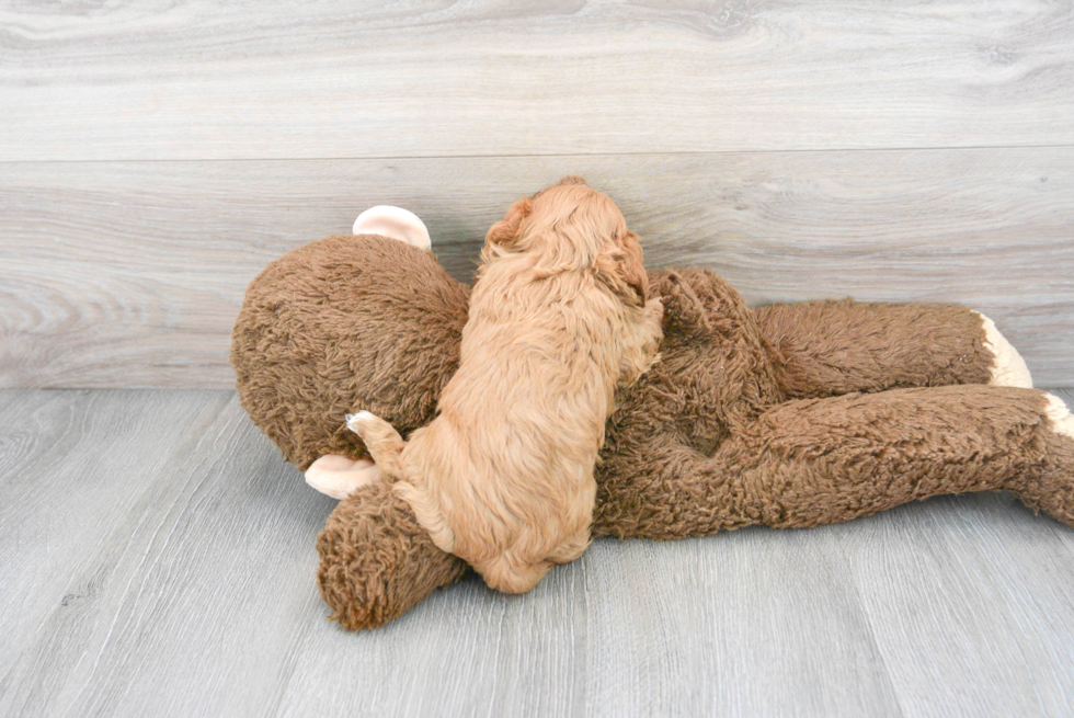 Cute Cavapoo Baby