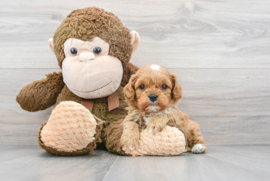 Playful Cavoodle Poodle Mix Puppy