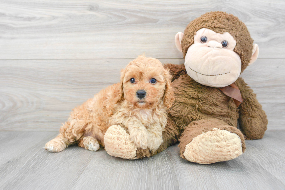 Cute Cavapoo Baby