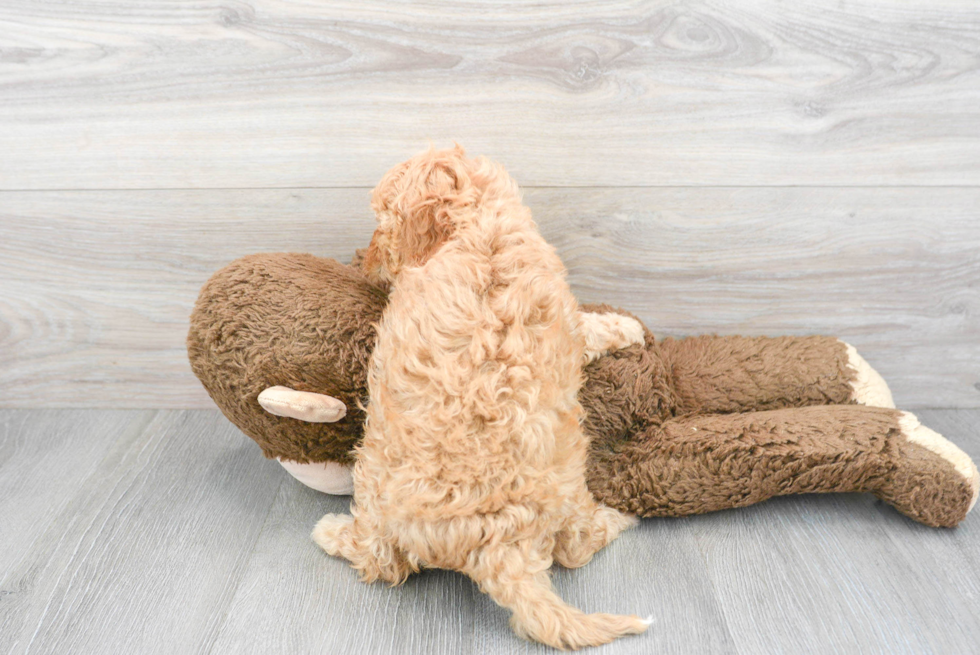 Cavapoo Pup Being Cute