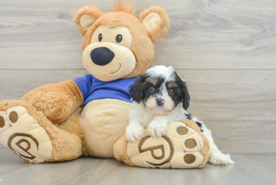 Cavapoo Pup Being Cute