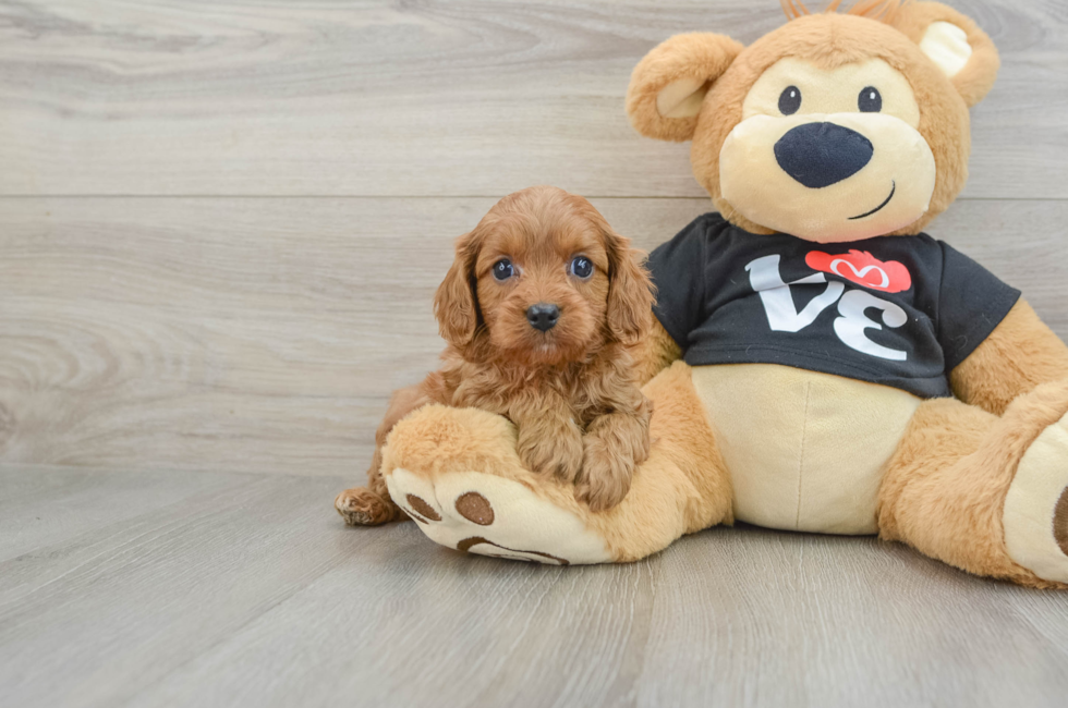 5 week old Cavapoo Puppy For Sale - Premier Pups