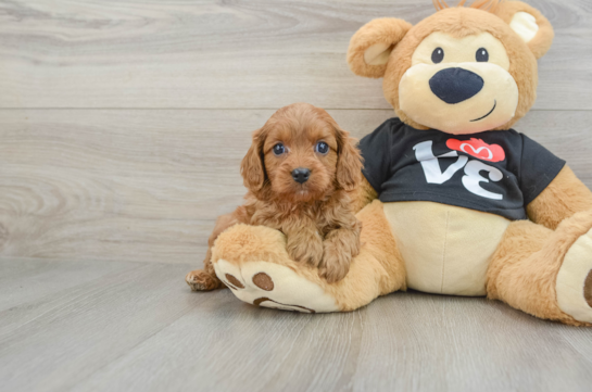 Cavapoo Pup Being Cute