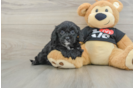 Cavapoo Pup Being Cute