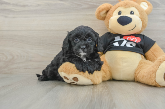 Cavapoo Pup Being Cute