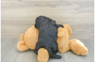 Cavapoo Pup Being Cute