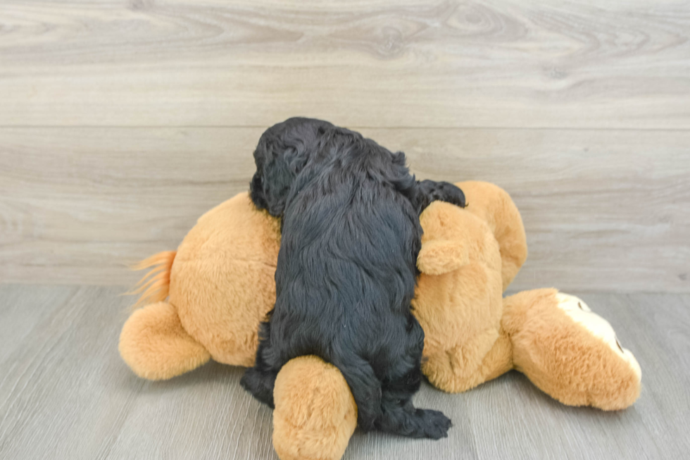 Cavapoo Pup Being Cute