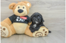 Sweet Cavapoo Baby