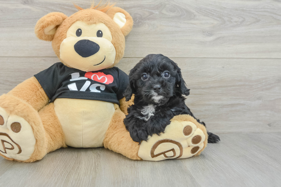 Sweet Cavapoo Baby