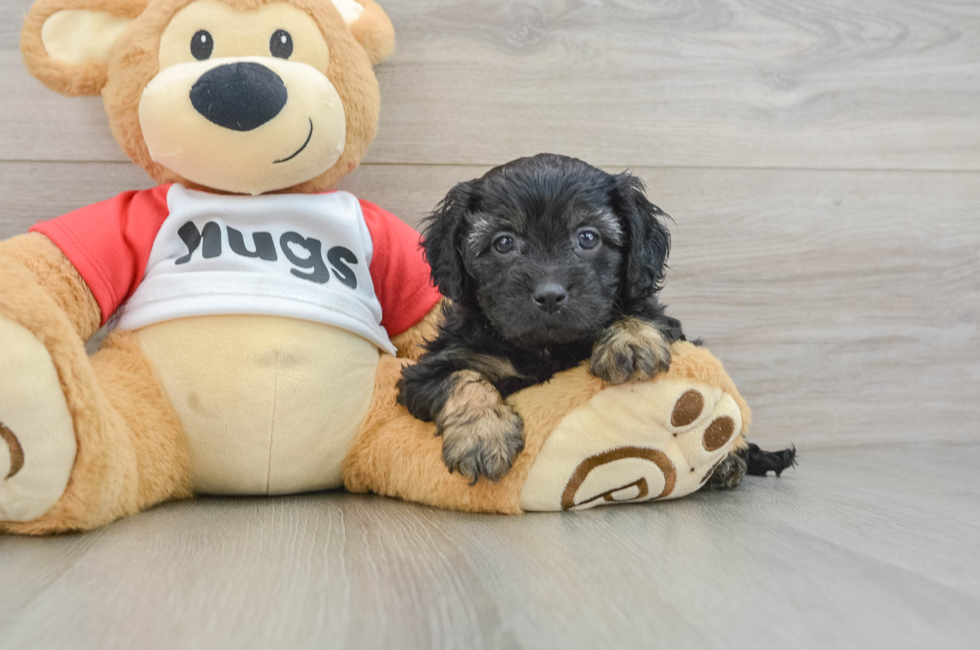 5 week old Cavapoo Puppy For Sale - Premier Pups