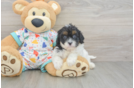 Best Cavapoo Baby