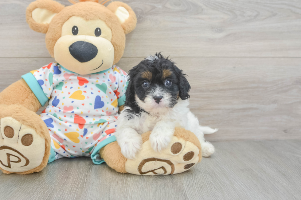 6 week old Cavapoo Puppy For Sale - Premier Pups