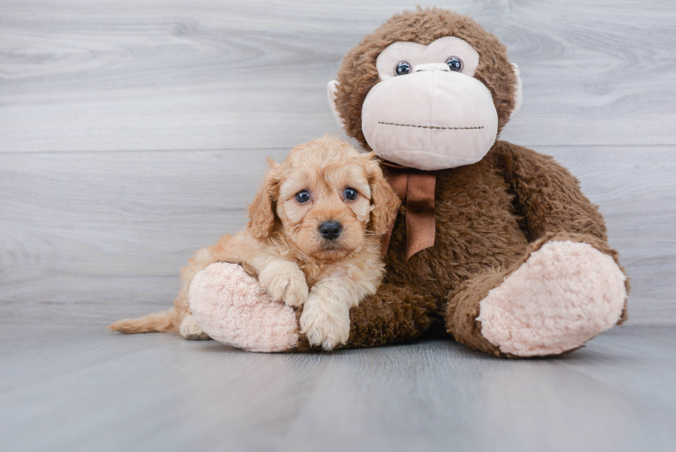 Petite Cavapoo Poodle Mix Pup