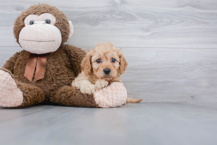 Funny Cavapoo Poodle Mix Pup