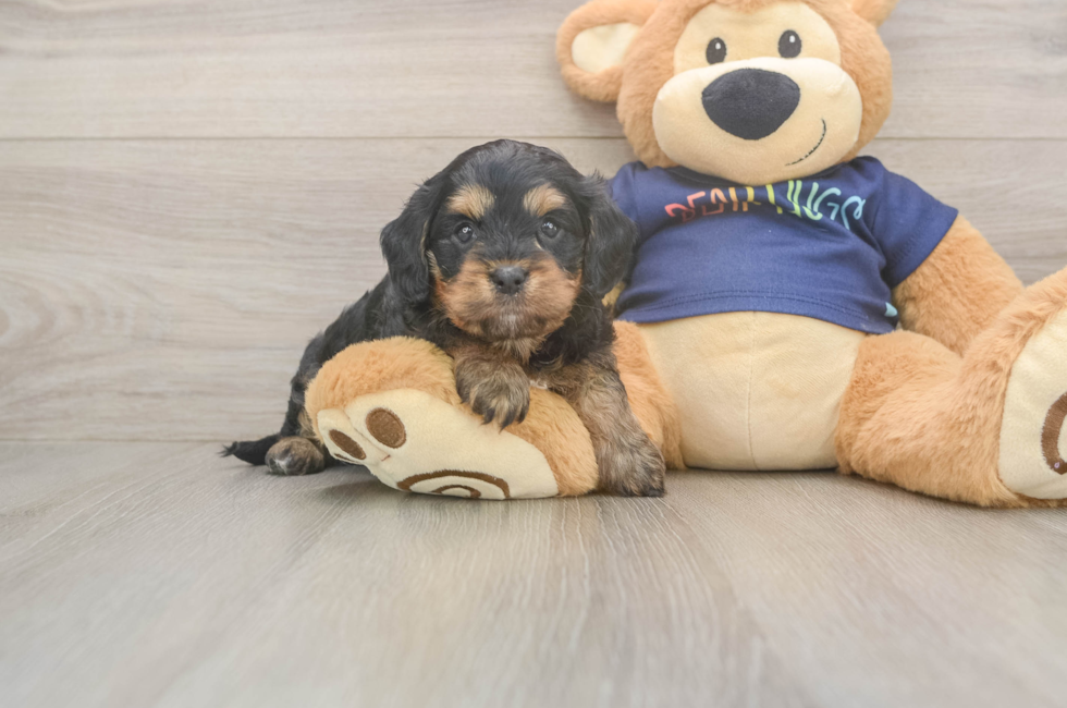 5 week old Cavapoo Puppy For Sale - Premier Pups