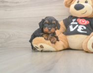 7 week old Cavapoo Puppy For Sale - Premier Pups