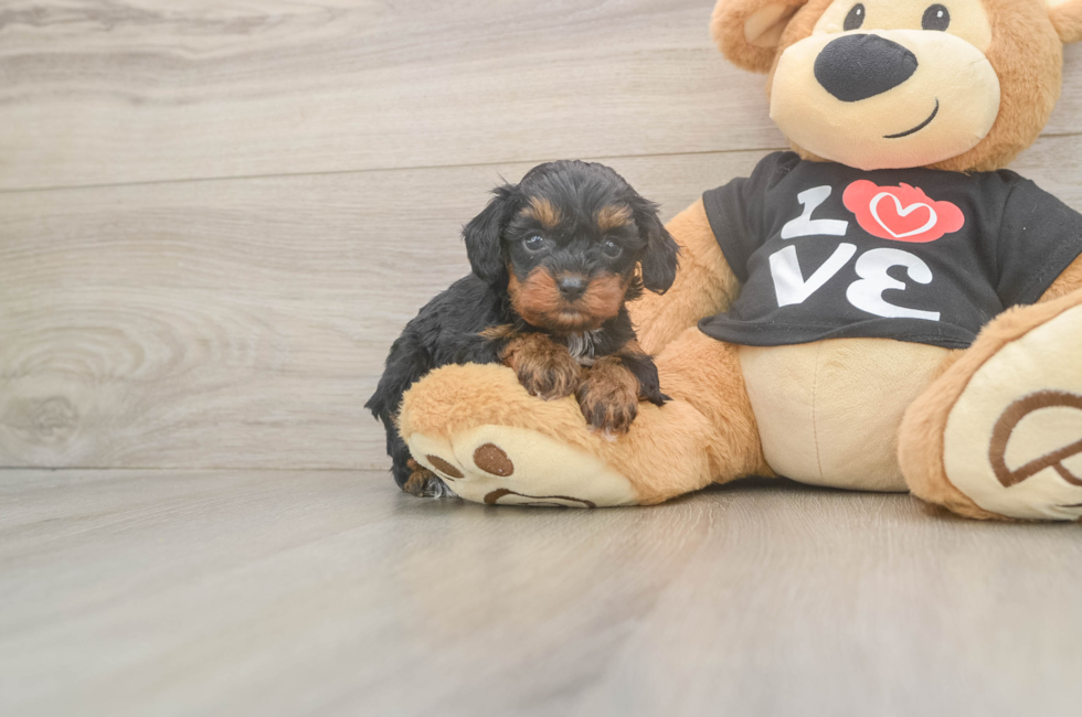 5 week old Cavapoo Puppy For Sale - Premier Pups