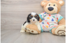 Little Cavipoo Poodle Mix Puppy