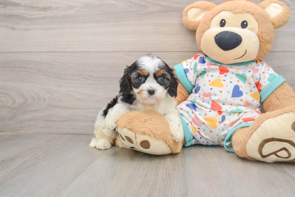 Little Cavipoo Poodle Mix Puppy