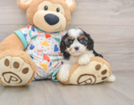 8 week old Cavapoo Puppy For Sale - Premier Pups