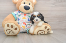Cavapoo Puppy for Adoption