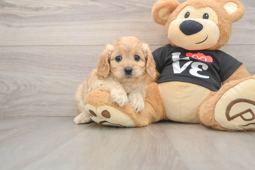 Cavapoo Pup Being Cute
