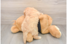 Friendly Cavapoo Baby