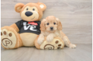 Popular Cavapoo Poodle Mix Pup