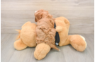 Best Cavapoo Baby