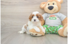 Petite Cavapoo Poodle Mix Pup