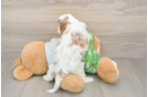 Popular Cavapoo Poodle Mix Pup