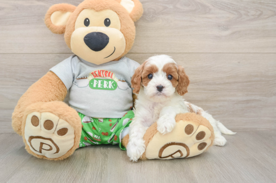 Cavapoo Puppy for Adoption