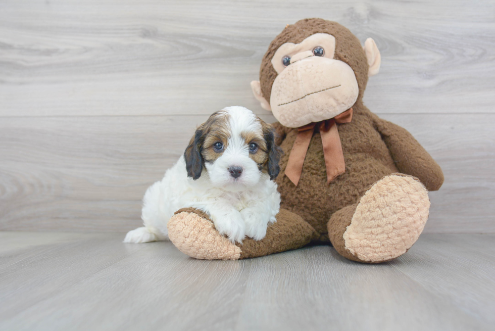 Cute Cavapoo Baby