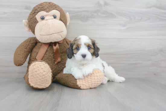 Adorable Cavoodle Poodle Mix Puppy