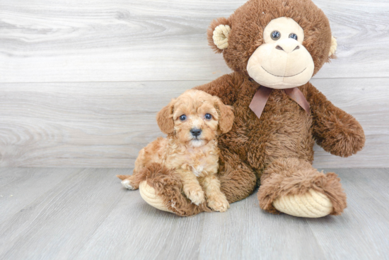 Playful Cavoodle Poodle Mix Puppy