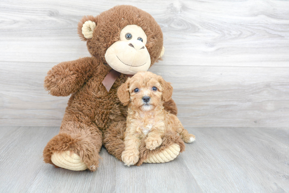 Cute Cavapoo Baby