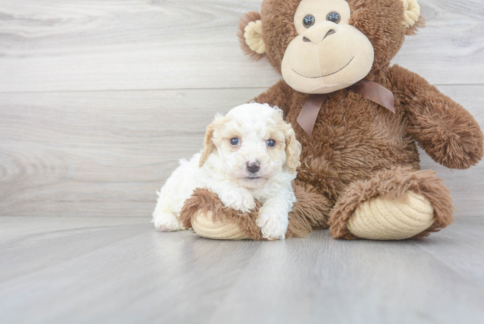 Best Cavapoo Baby