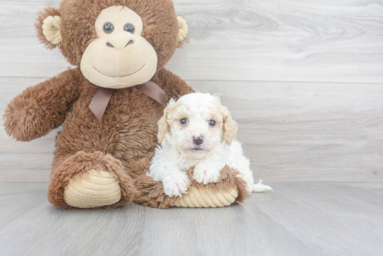 Little Cavoodle Poodle Mix Puppy