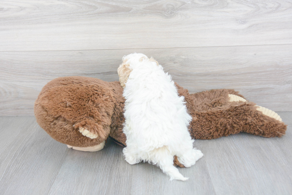 Cavapoo Pup Being Cute