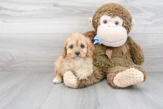 Cute Cavapoo Baby